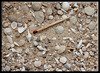 Sable Fossilifère Eocène (Burdigalien)