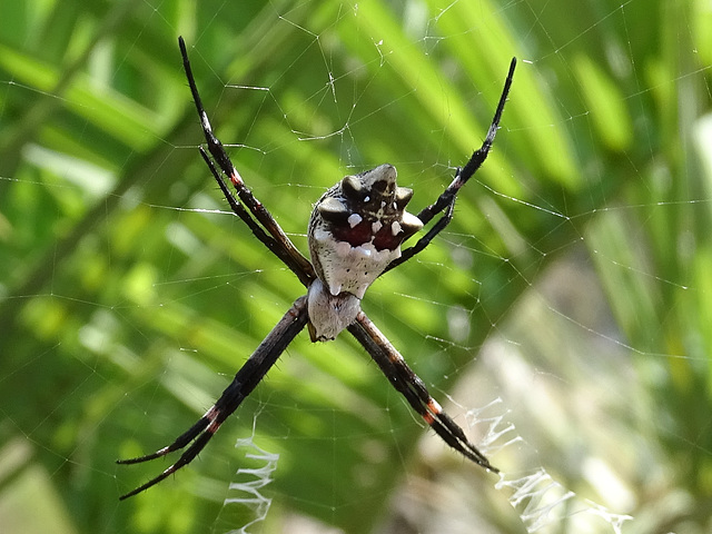 DSC04940a - aranha-de-prata Argiope argentata, Araneidae, em butiá