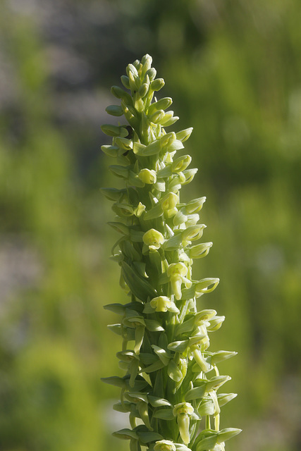 Tall Northern Bog Orchis