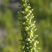 Tall Northern Bog Orchis