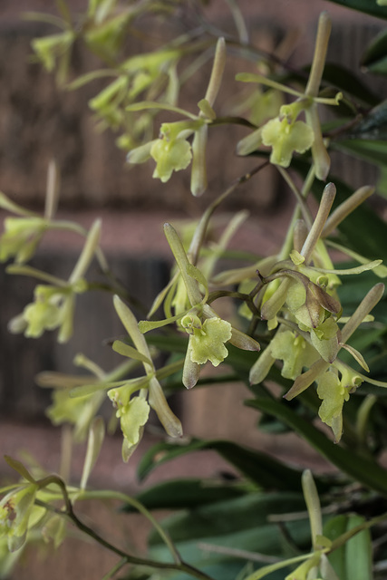 Epidendrum magnoliae (Green-fly orchid)