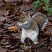Squirrel at Eastham Woods.