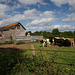 Rural Devon Scene