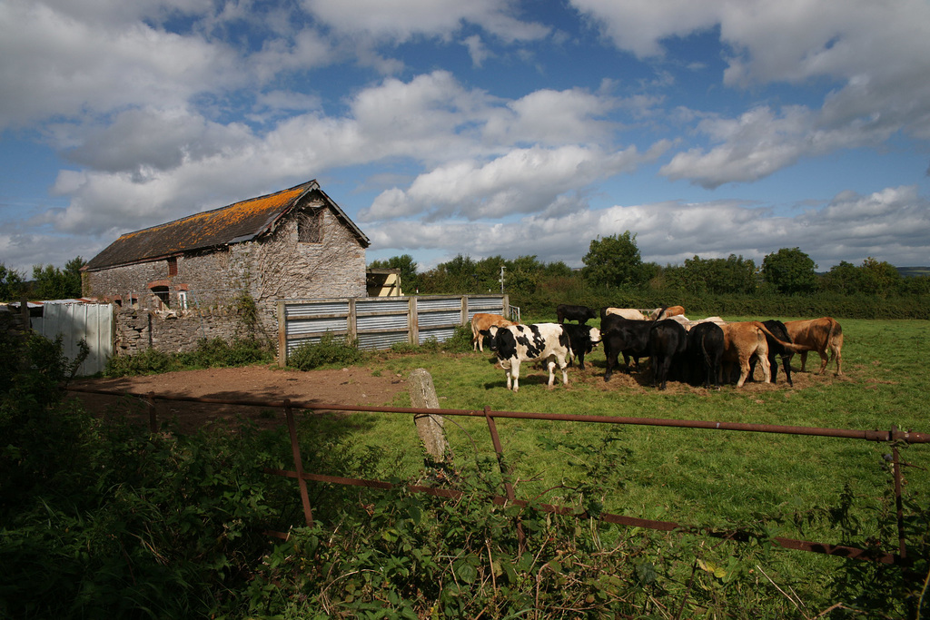 Rural Devon Scene