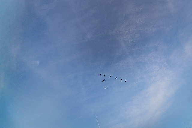 Eight cormorants and a con trail