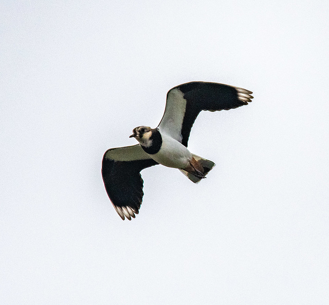 Lapwing