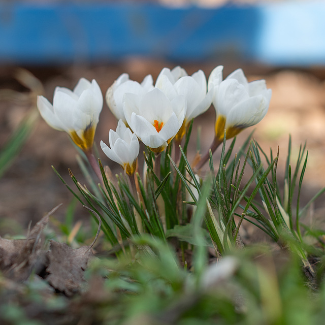 Krokus, weiß