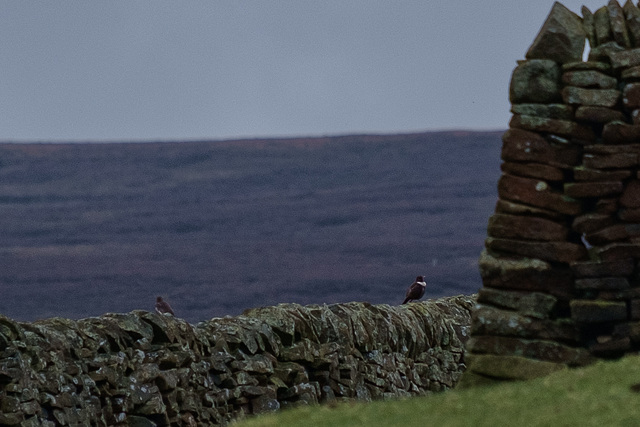 Ring Ouzel