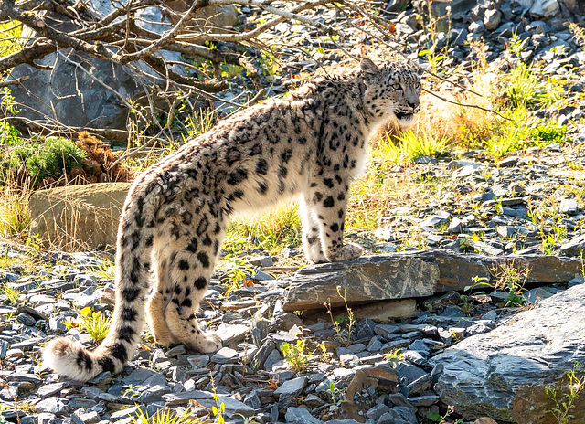 Snow leopard