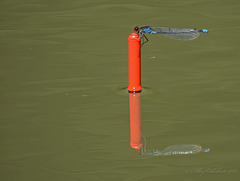Red-eyed Damselfly on my float