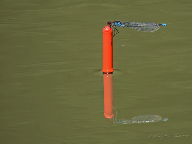 Red-eyed Damselfly on my float