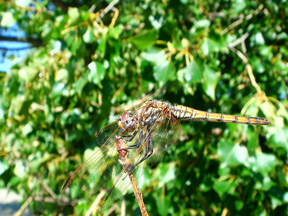 Violet Dropwing f (Trithemis annulata) 09-07-2011 09-22-56