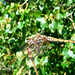 Violet Dropwing f (Trithemis annulata) 09-07-2011 09-22-56