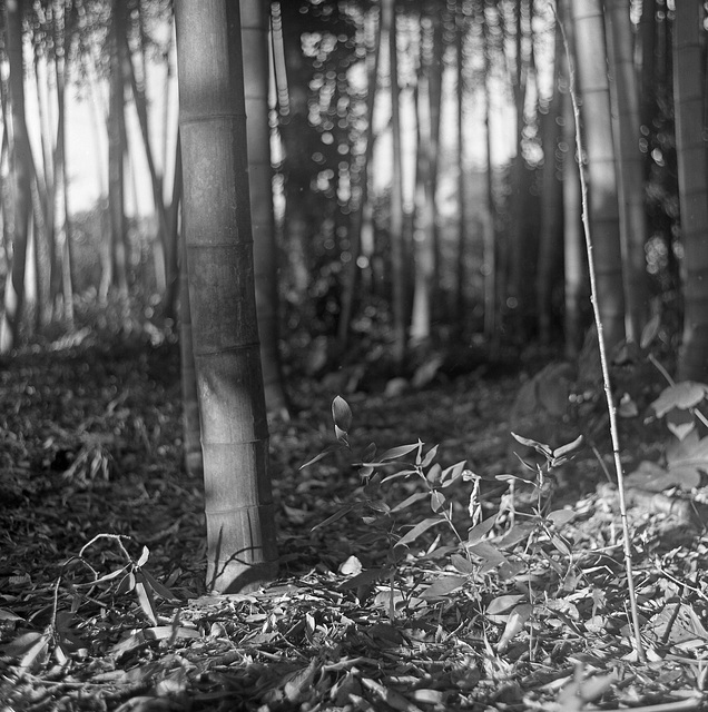 In the bamboo grove