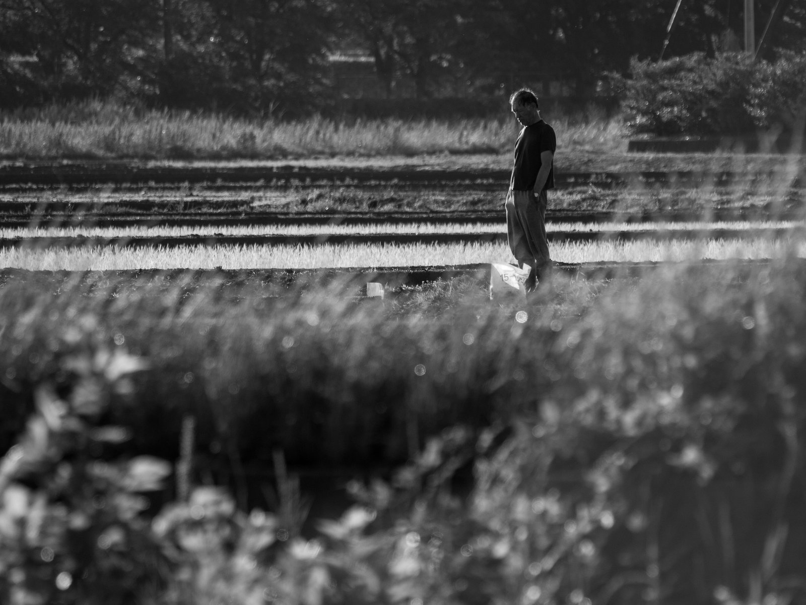 Watching the movement of water in the paddy