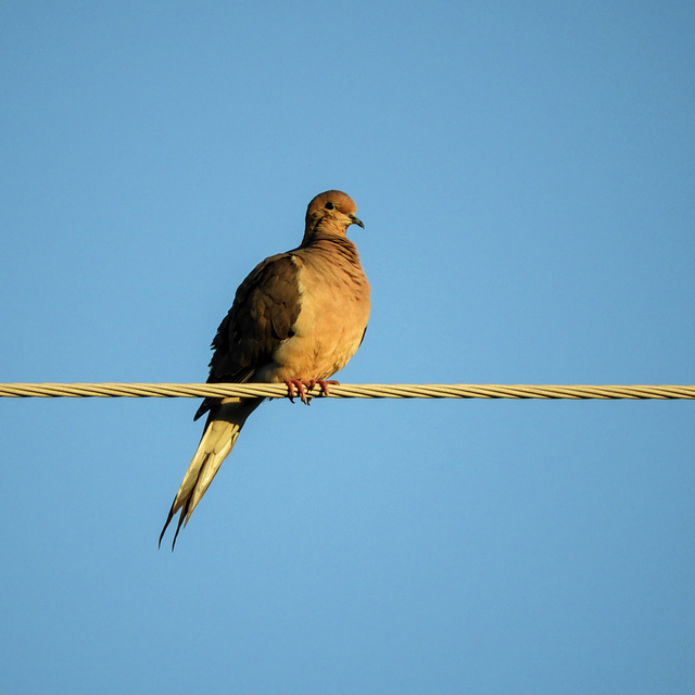 Mourning Dove at sunrise