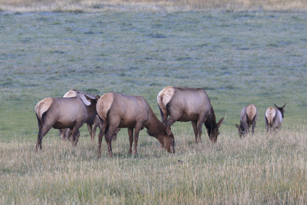 Cow Elk