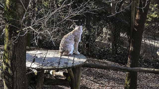 20190216 4416CPw [D~BI] Eurasischer Luchs, Tierpark Olderdissen, Bielefeld