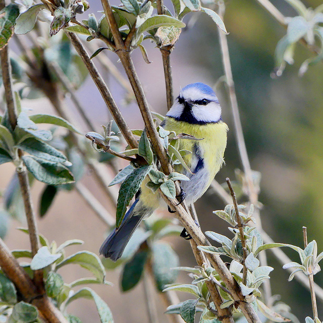 Mésange bleue - Jardin  14 avril 2019