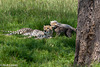 Cheetah playtime