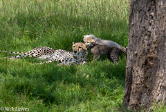 Cheetah playtime
