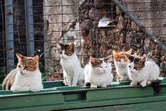 Cats sitting on their bench!