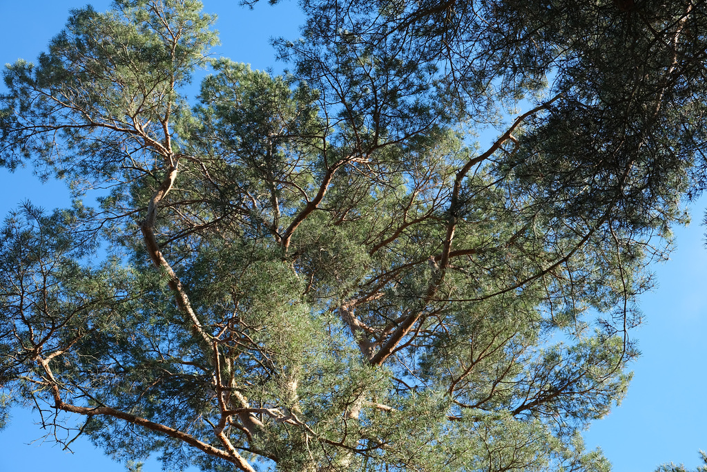 2022 November -  Sonniger Herbsttag in der Heide