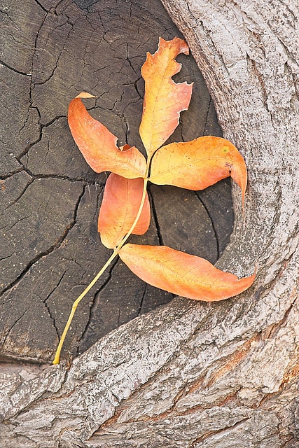 leaf surrounded