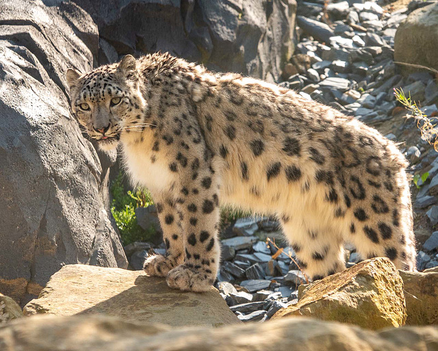 Snow leopard