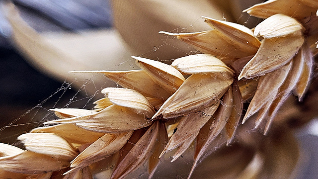 Ähre mit Spinnweben