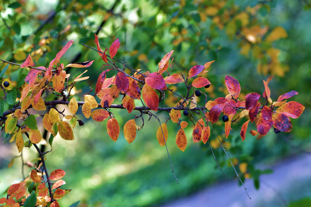 Autumn leaves