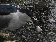 20170426 0691CPw [D~BI] Nachtreiher, Tierpark Olderdissen, Bielefeld