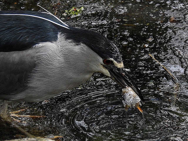 20170426 0691CPw [D~BI] Nachtreiher, Tierpark Olderdissen, Bielefeld