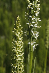 Bog Orchids