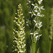 Bog Orchids