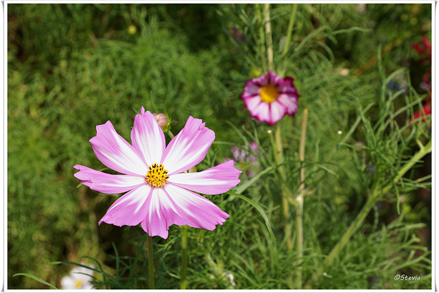 Cosmea Blüte (Schmuckkörbchen)