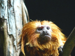 Golden-lion Tamarin (1) - 15 May 2019