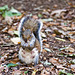 Squirrel at Eastham Woods