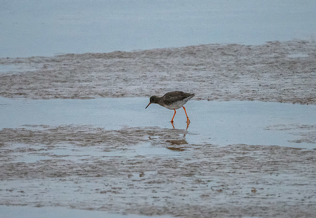 Redshank