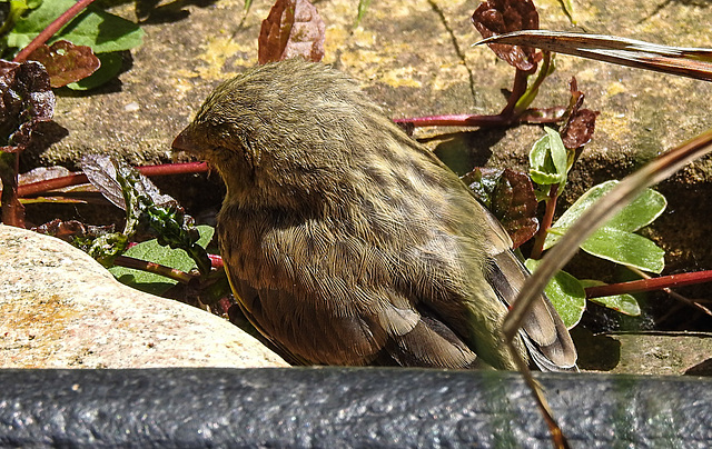 20230603 0557CPw [D~LIP] Grünfink (Carduelis chloris) [JV], Bad Salzuflen
