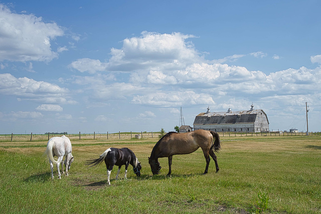 horses and barn