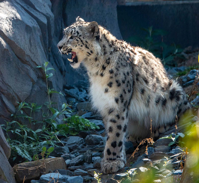 Snow leopard