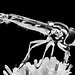 Hoverfly