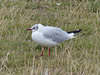 Black-headed Gull (1) - 29 July 2015