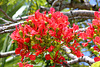 317/365 Glorious Poinciana