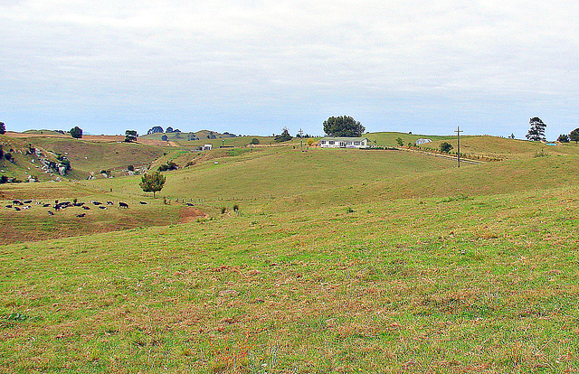 Sth Waikato Pastures.