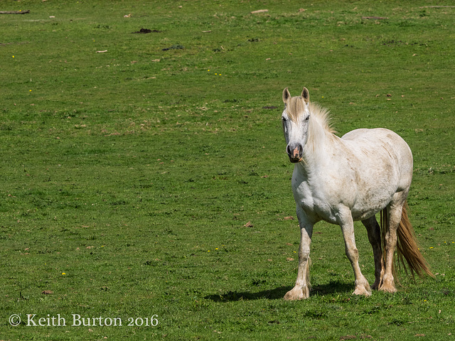 A White Horse