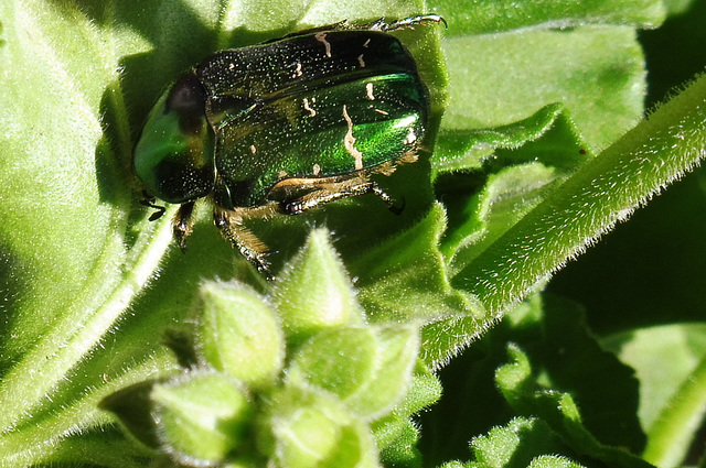 ein rosenkäfer!