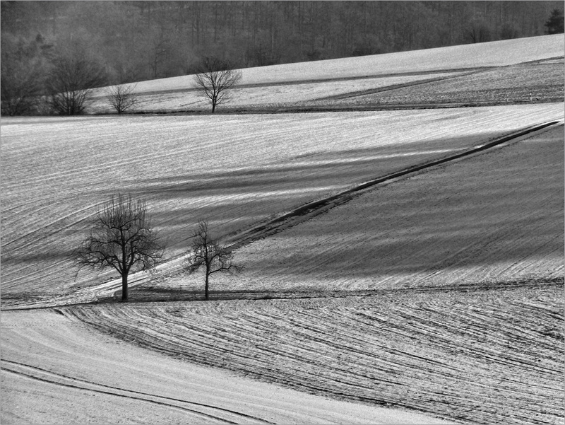 Fruit Trees