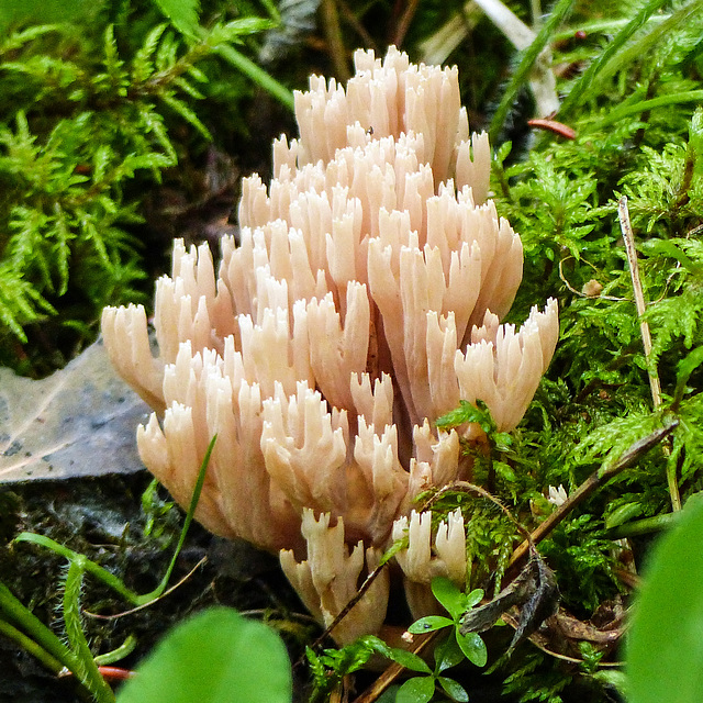 Pale Coral Fungus / Ramaria sp.